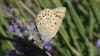 362209 – Photo : florent besson – France (05)